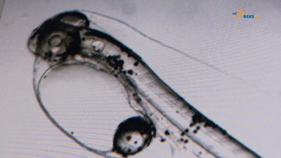 I ricercatori stabiliscono il range di supplementazione di manganese nelle diete per le larve di orata