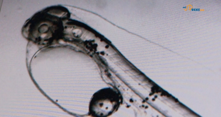 larva-dorada-microscopio