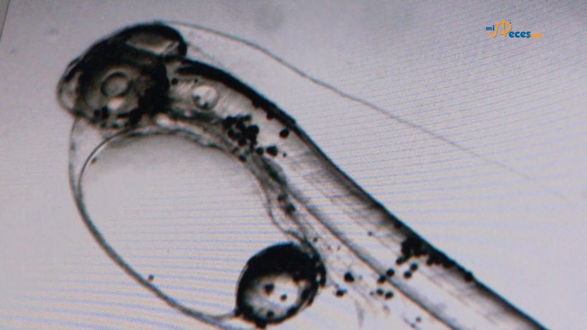 larva-dorada-microscopio