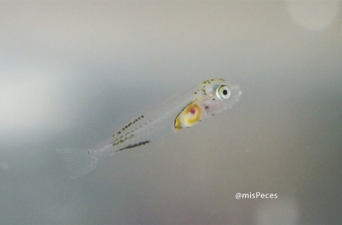 larva-dorada-mispeces-760