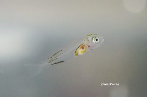 larva-dorada-mispeces-760