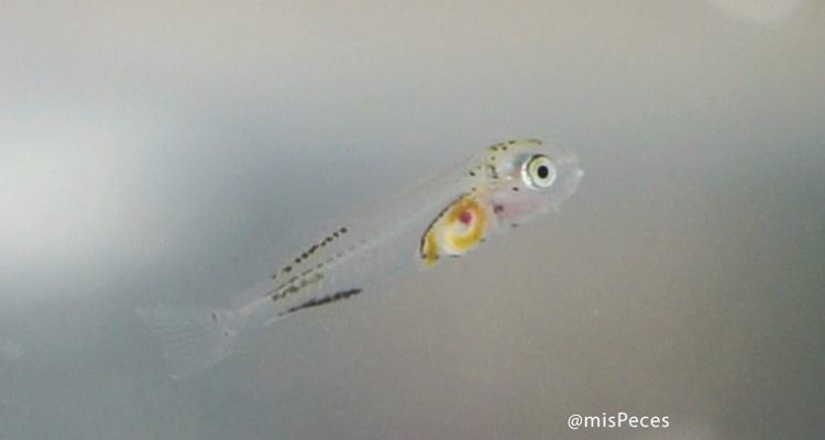 larva-dorada-mispeces-760 larva-dorada-mispeces-760