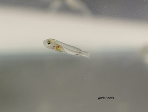 larva-dorada-sparus-aurata