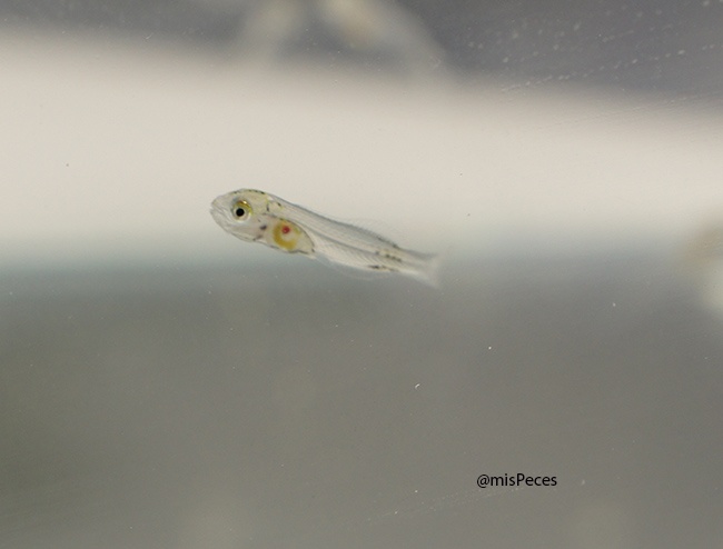 larva-dorada-sparus-aurata larva-dorada-sparus-aurata