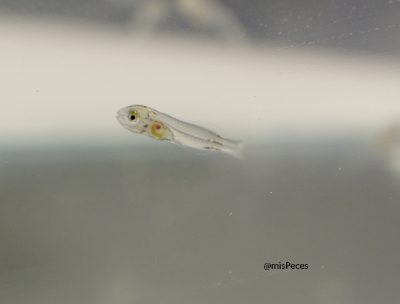 Expertos exponen los progresos y retos de las microdietas de destete temprano de peces