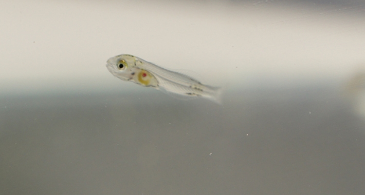 larva-dorada-sparus-aurata