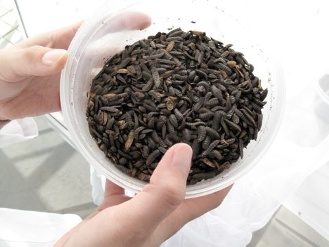 larva-insectos-agencia-sinc