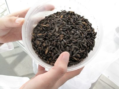 La chitina degli insetti dovrebbe essere presente in modo discreto nei mangimi per l'acquacoltura