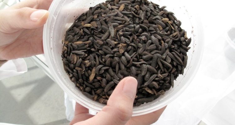 larva-insectos-agencia-sinc larva-insectos-agencia-sinc