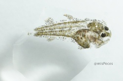 Could the Immune System Be the Missing Link in Sole’s Reproductive Puzzle?