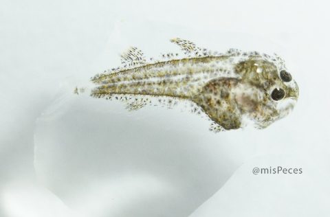 Larva lenguado senegalés (Solea senegalensis)
