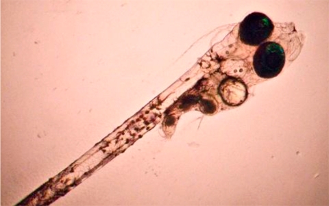 Larva de lubina europea |CTAQUA