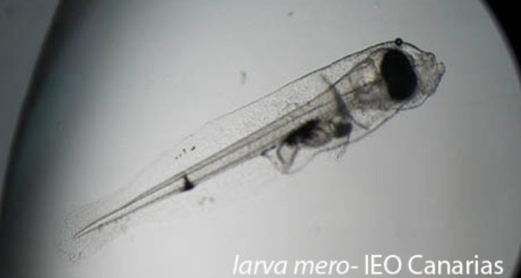 larva-mero-ieo-canarias