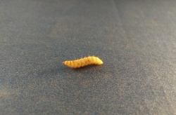 ¿Cuánta harina de insecto es el óptimo para incluir en piensos de dorada?
