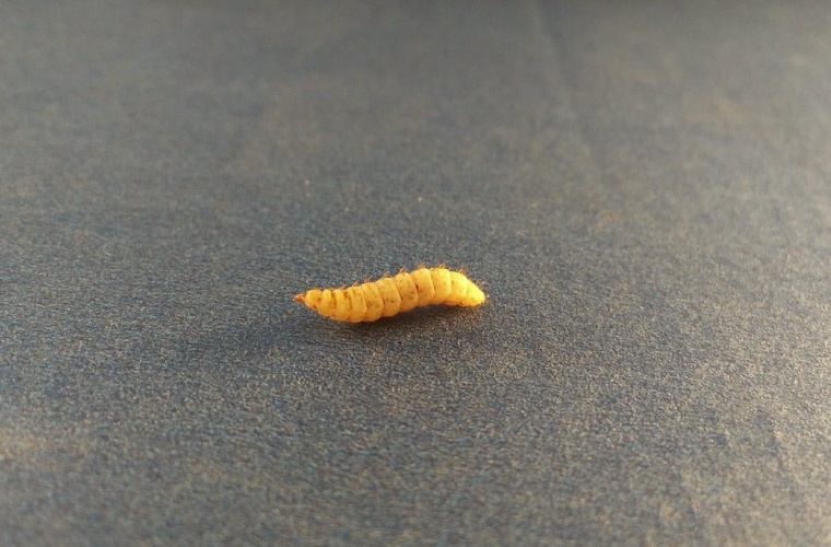 Larva mosca soldado (Hermetia illucens) Larva mosca soldado (Hermetia illucens)
