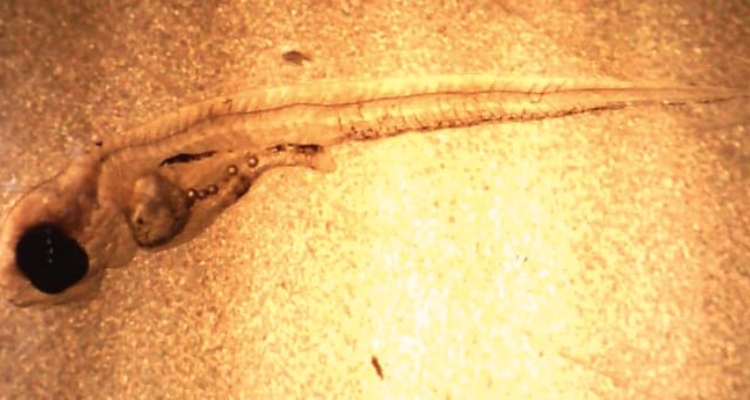 larva pez con microplásticos