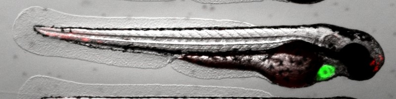 Larva transgénica de pez cebra de 3 días
