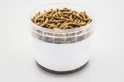 larvas-insecto-comestibles