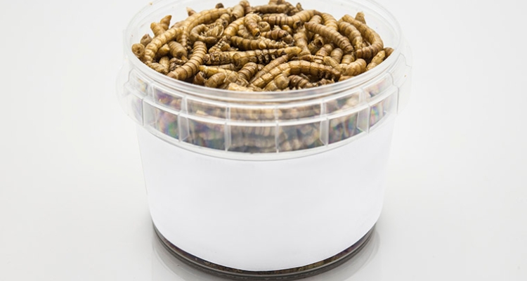 larvas-insecto-comestibles