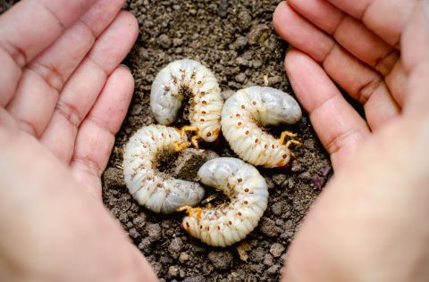 Larvas de insectos