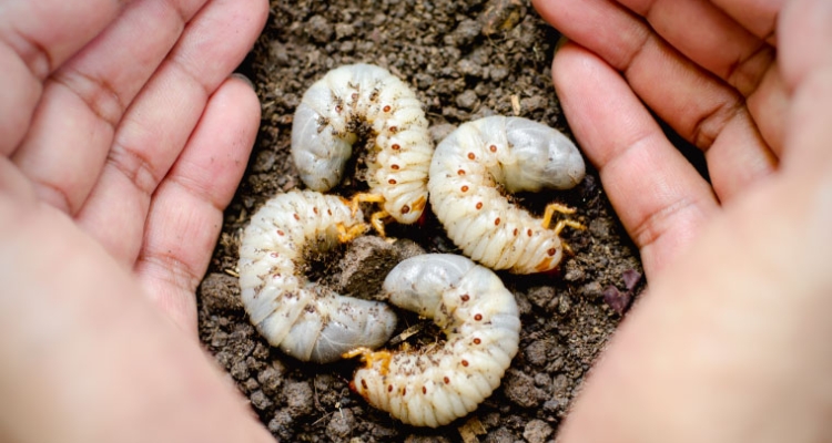 Larvas de insectos