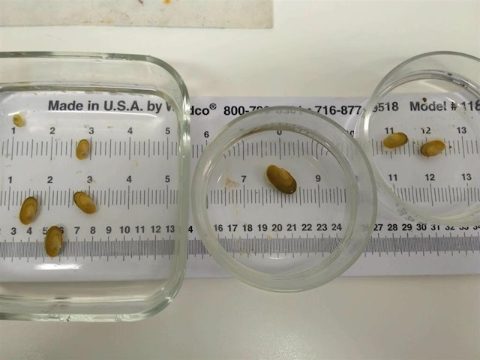 Larvas Margaritifera auricularia