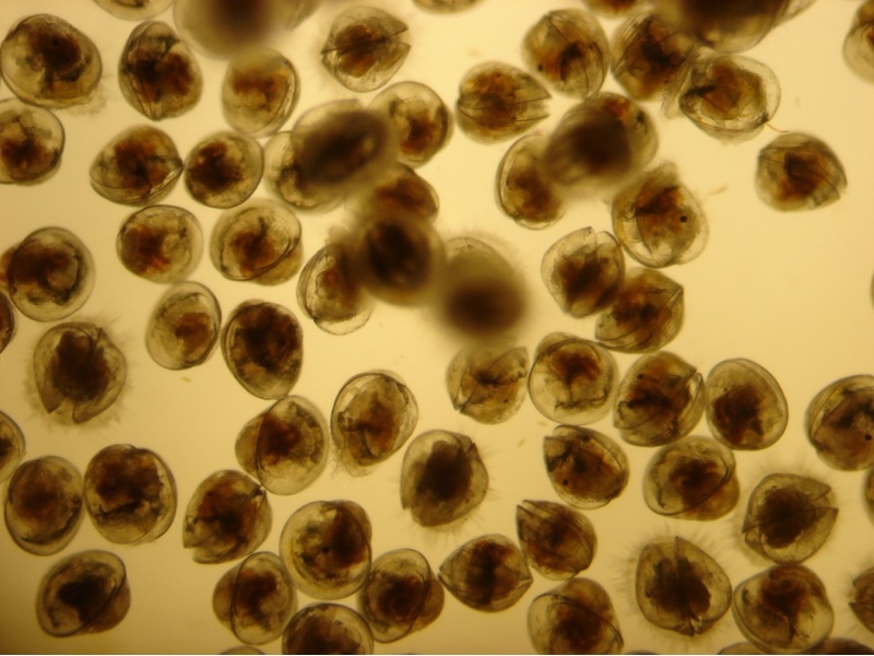 larvas-ostra-plana-europea-acuibiomol larvas-ostra-plana-europea-acuibiomol