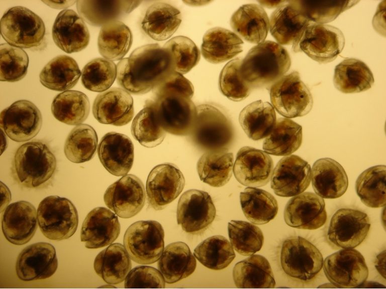 larvas-ostra-plana-europea-acuibiomol
