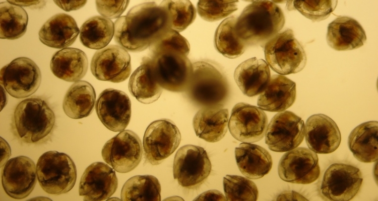larvas-ostra-plana-europea-acuibiomol