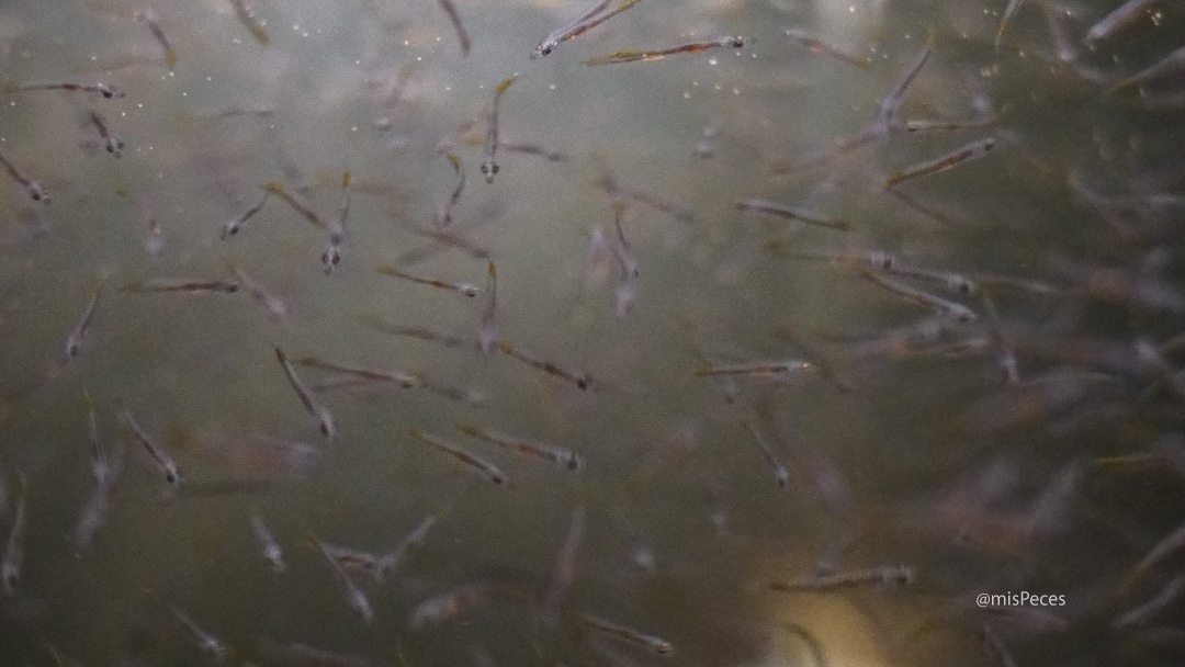 Larvas de lubina europea |@misPeces Larvas de lubina europea |@misPeces