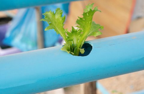 Lechuga en sistema acuapónico