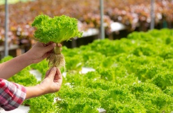 Los lodos de la trucha de acuicultura son un buen fertilizante para el cultivo de lechugas