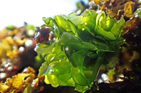 Lechuga de mar, Ulva sp.