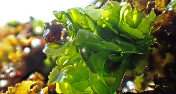 Lechuga de mar, Ulva sp. Lechuga de mar, Ulva sp.