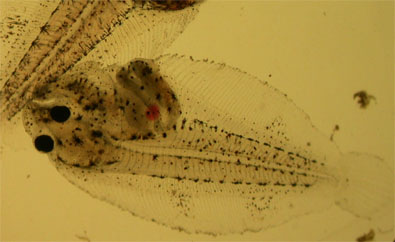 lenguado-larva-tras-metamorfosis-aquagenet