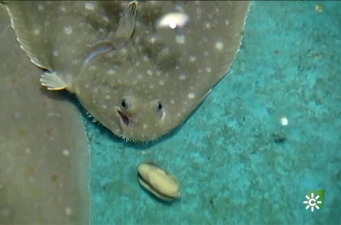 Acuicultura del lenguado, programa Tierra y Mar