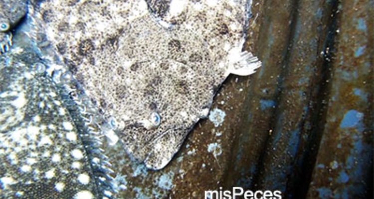 lenguado-paralichthys-adspersus