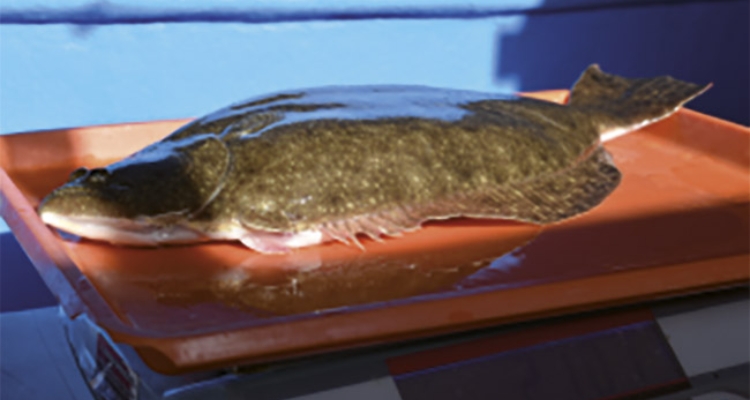 lenguado-paralichthys-orbignyanus-spinetti