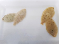 El alga Ulva onhoi se revela como un ingrediente prometedor para mejorar el rendimiento del lenguado, la dorada y la lubina