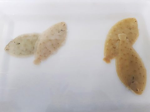 Ejemplares juveniles de lenguado senegalés (Solea senegalensis)