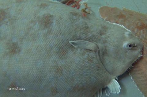 Lenguado senegalés reproductor