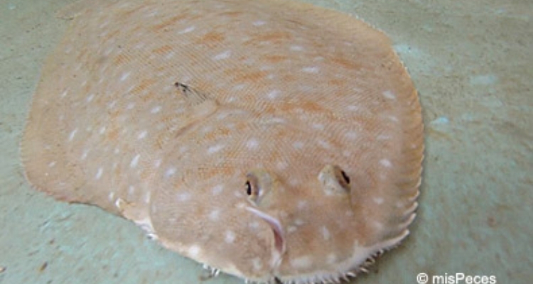lenguado_solea_senegalensis