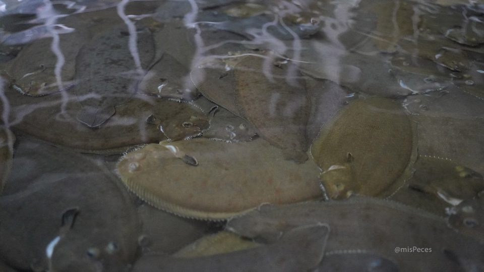 Lenguados engorde