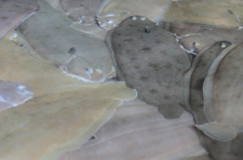 Engorde de lenguado senegalés en bandejas de cultivo