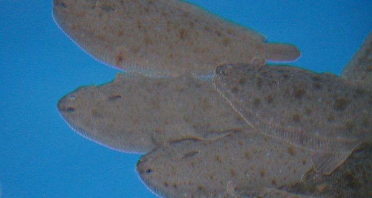 lenguados-icman-csic-epic-aqua lenguados-icman-csic-epic-aqua