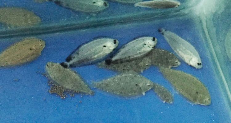 lenguados-pseudoalbinos-pigmentados-manuel-manchado-760