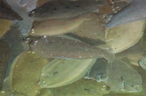 Lenguados (Solea senegalensis) de SEA8