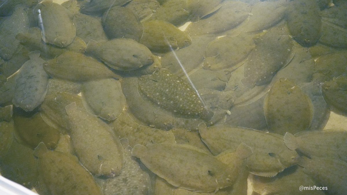 Lenguados en Acuidoro, Cervo (Lugo)