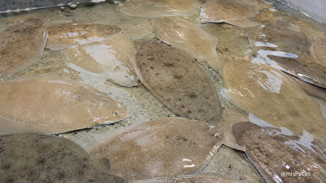 Lenguados en tanque de acuicultura