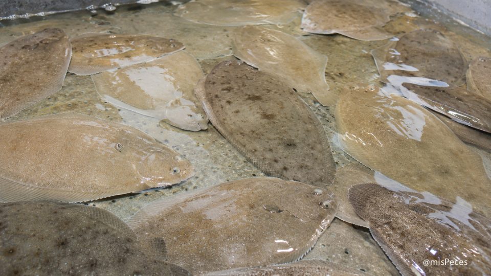 Lenguados en tanque de acuicultura